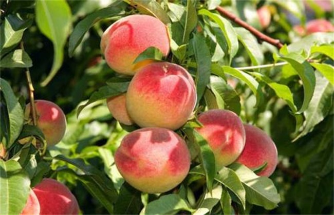 桃树一年要施几次肥，什么时候施肥好？